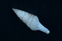 藏品(狄氏捲管螺)的圖片